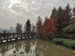 -海珠湖公园