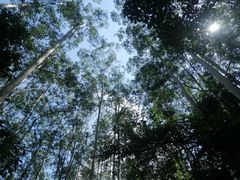 -黄埔油麻山森林公园