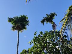 -海南槟榔谷黎苗文化旅游区