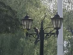 -黑龙江省森林植物园