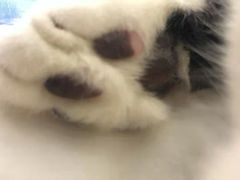 -宠颐生中康贝怡动物医院