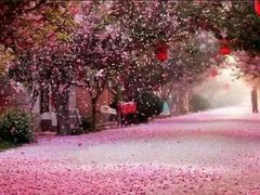 -莱阳濯村樱花园