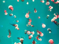 -海合安青岛极地海洋公园