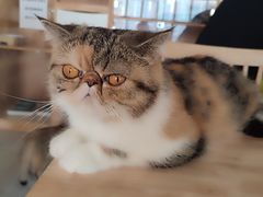 -楼上猫咖(罗湖店)