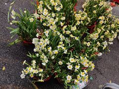 -越秀西湖花市(广州城市广场花卉店)