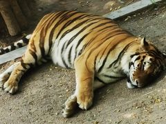 -大连森林动物园