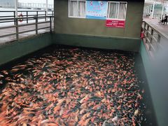 -千岛湖豪华休闲游