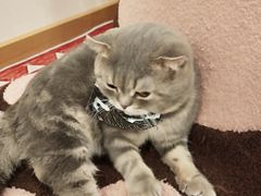 -猫咪派对(江南西店)