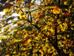 -上海佘山国家森林公园西佘山园