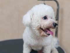 -佳雯宠物医院·皮肤科·内外科(春晓路分院)