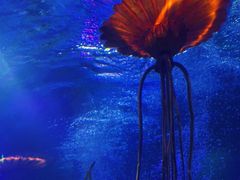 -沈阳海洋探索中心