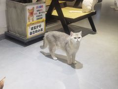 -琪喵猫屋·撸猫猫咖·猫舍