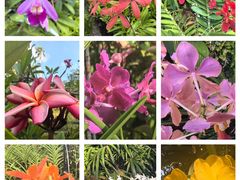 -新加坡植物园