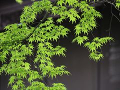 -拙政园