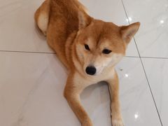 -柴源莊·柴小宠柴犬咖啡