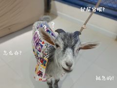 -怪兽屋·羊驼·猫咖·狗咖(俊华广场店)