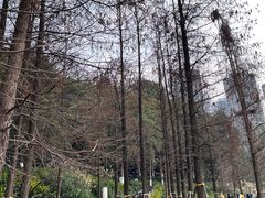 -重庆彩云湖湿地公园