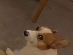 -帕帕拉兹宠物(亚洲旗舰店)