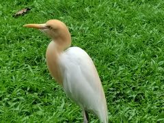 -吉隆坡雀鸟公园