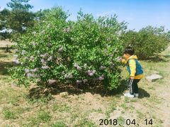 -永定河休闲森林公园