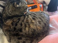-平行世界·猫咖(首经贸店)