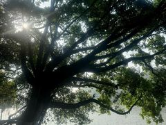 -东莞市虎英郊野公园