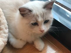 -momokira米努特·德文卷毛猫·棉花面纱犬