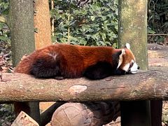 -都江堰中华大熊猫苑