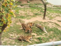 -西霞口神雕山野生动物世界