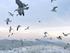 -海驴岛(荣成市)