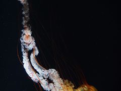 -大阪海游馆