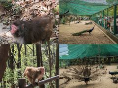 -苏州上方山国家森林公园