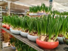 -龙大花卉苗木市场