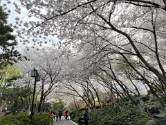 -红梅公园
