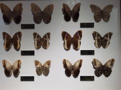 -上海昆虫博物馆