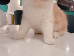 -飞行喵MR PILOT|猫舍·猫咖(静安大融城店)