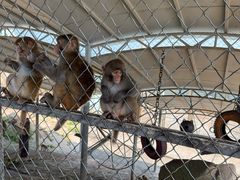 -西霞口神雕山野生动物世界