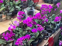 -越秀西湖花市(广州城市广场花卉店)