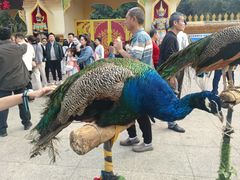 -西双版纳勐泐文化旅游区