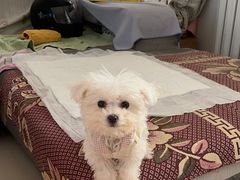 -派多格宠物·购宠(靛厂路店)