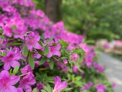 -上海共青森林公园