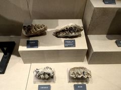 -安徽省地质博物馆