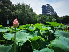 -陈家山荷花公园