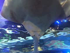 -瑞普利水族馆