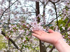 -武汉大学-樱园