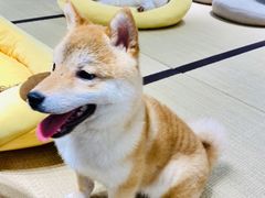 -逗柴咖啡屋·狗咖猫咖宠物桌游