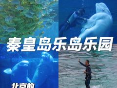 -秦皇岛乐岛海洋王国