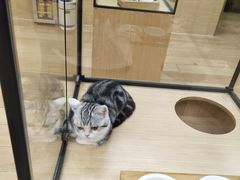 -袖虎猫馆(十亩地店)