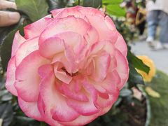 -人民公园(罗湖区)