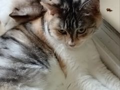 -纳吉亚猫专科动物诊疗中心(蒋宅口分院)